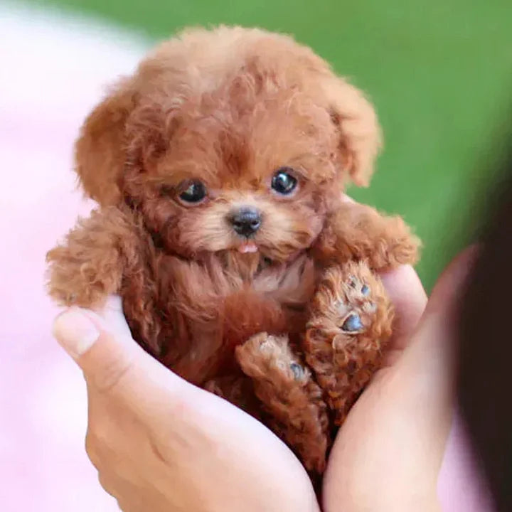 A puppy that plays without a screen